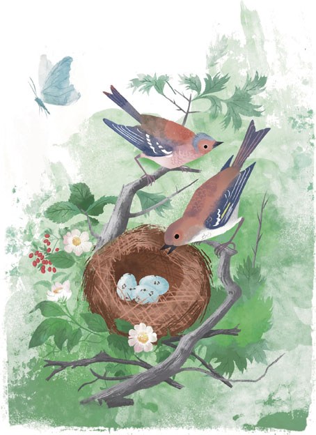 AR DVH0379 BIRDSNEST