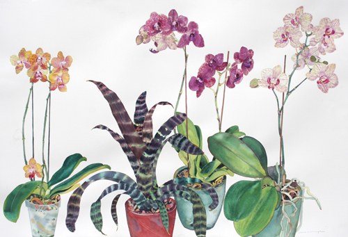 WIN0026orchids TFHRAPRLE