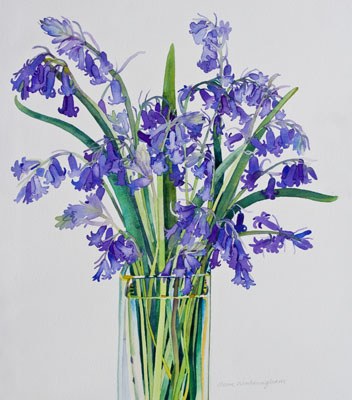 WIN0032bluebells2 PLPRLE Y