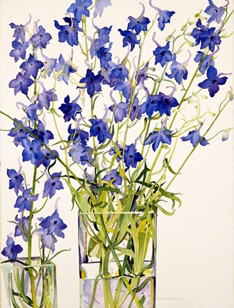 WIN0036delphiniums smallfile TFHRA Y