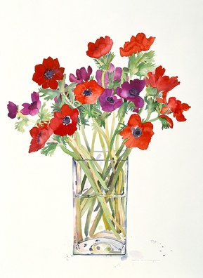 WIN0068red anemones smallfile TFHRA Y