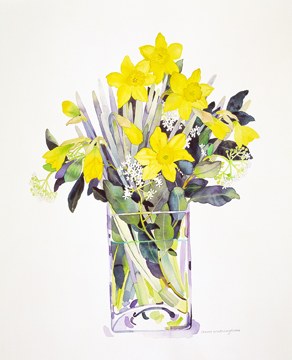 WIN0119 daffodils