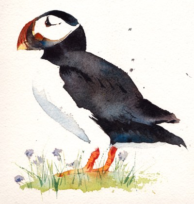 KAT0119 A puffin2TFHRA Y