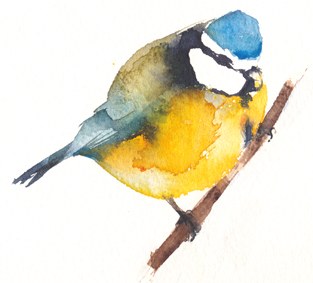 KAT0165bluetit5TFHRA Y