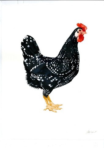 KAT0244 Chickens
