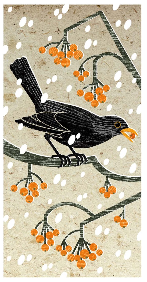 LPA0243 Berry Blackbird TFHRA