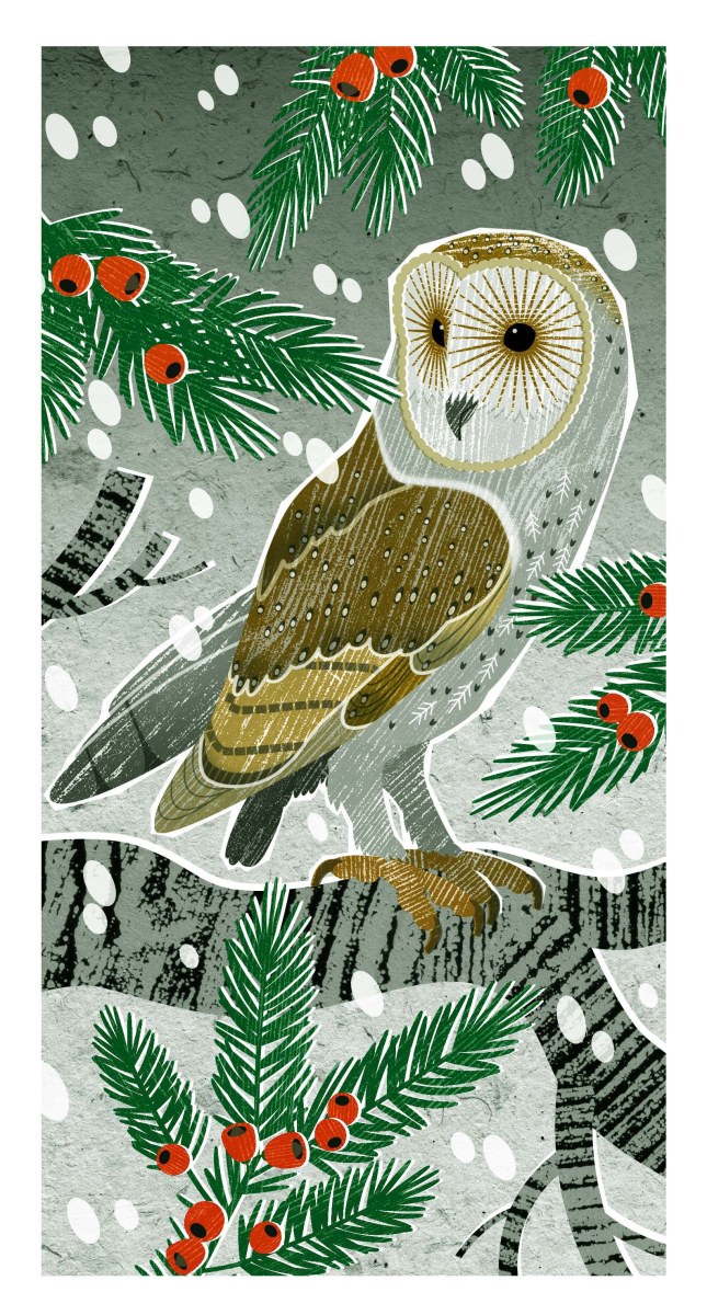 LPA0247 Winter Owl TFHRA