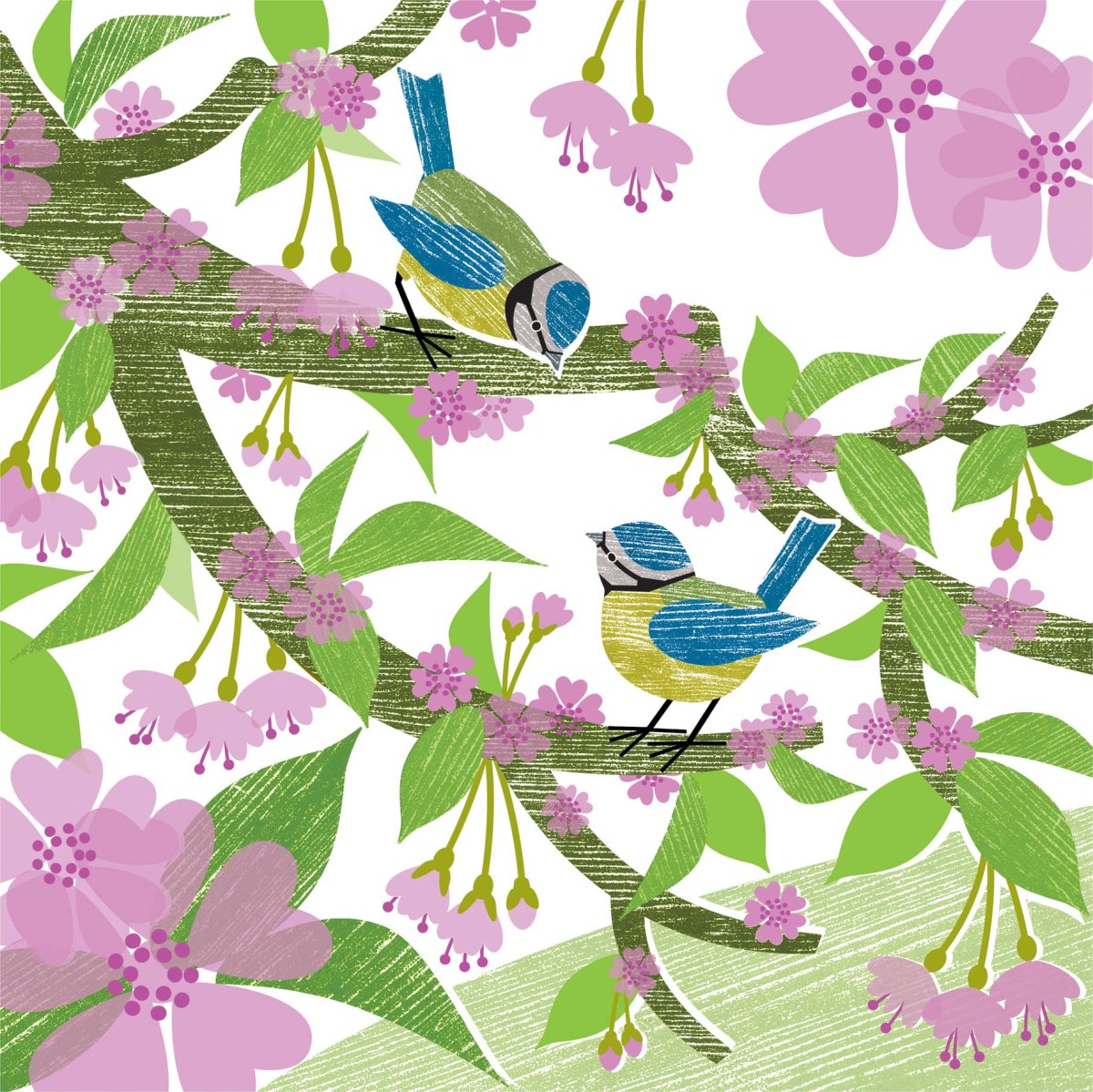 LPA0135Blue tits and blossom PLGUK PLMOB