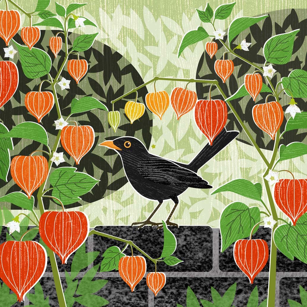 LPA0246 Chinese lanterns & b'bird TFHRA
