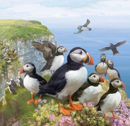 PAT0415 British Wildlife 7 Puffin Cliffs copy