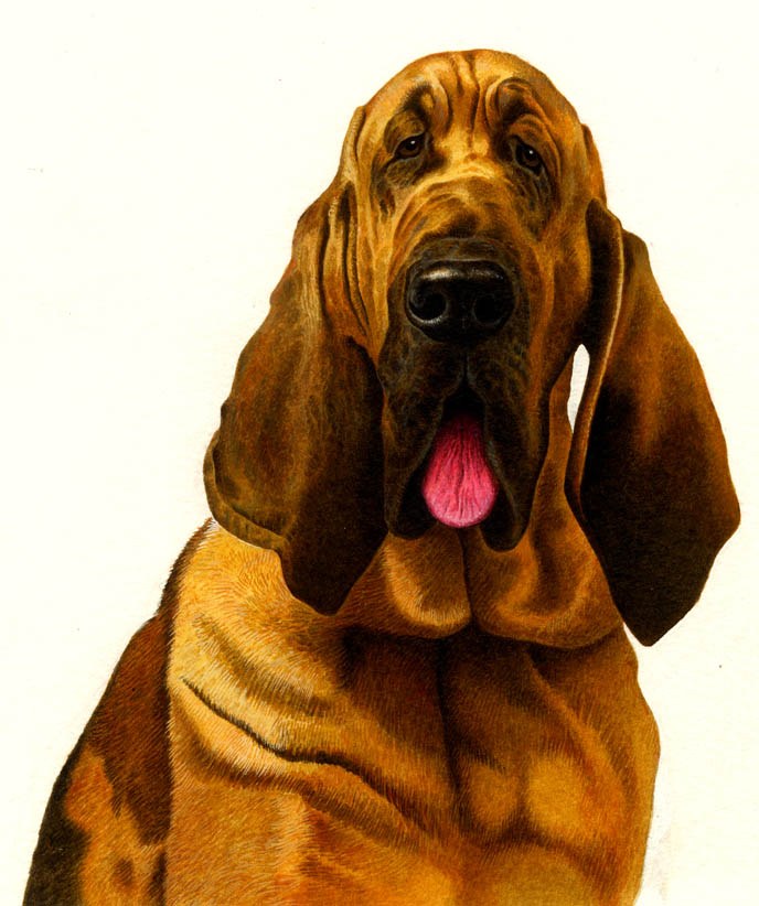 AR PLH0005bloodhound PLMOB