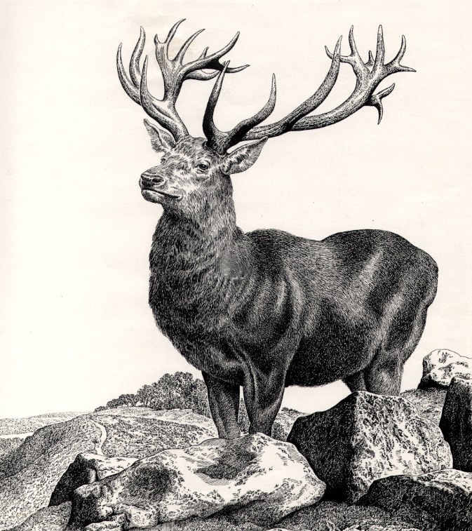 AR PLH0026stag