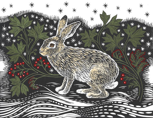 VG0974 Hare Stellar Starer GUKEXWWNEX.