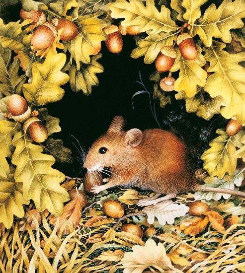 VG0033 WoodmousePLGUSA copy