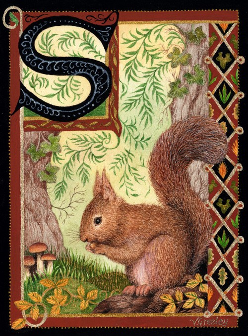 VG0978 TFHRA red squirrelTAPWWEX
