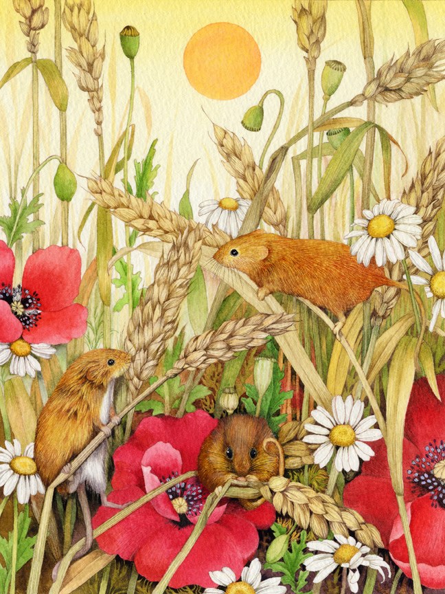 VG0087 Harvest mice PGUSA.jpg