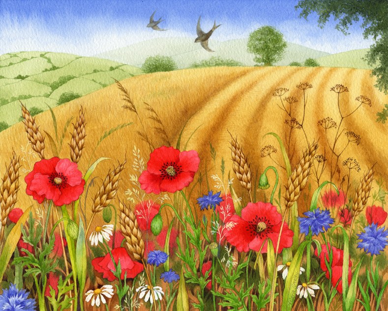VG0192 cornfield poppies PLX