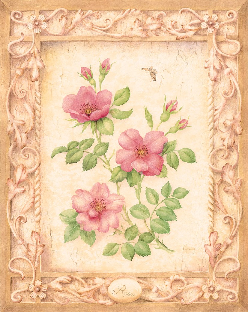 VG0299 Antique Rosa TFHRA
