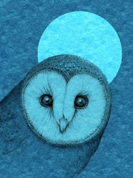 VG0948 barn owl bluemoon TFHRA