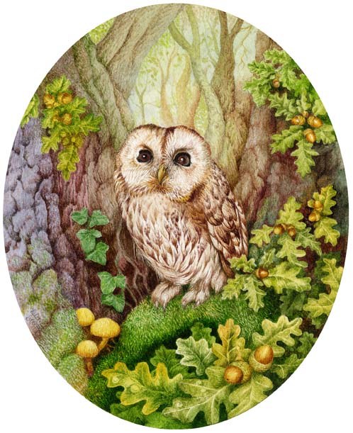VG0828 Tawny Owl in Oak wood TFHRA