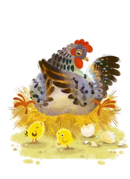 AR ACH0021 Animals hen chicks