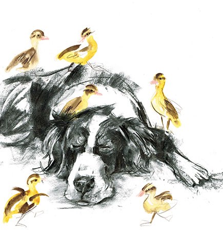 LMK0427sleepingcollieducklingsTFHRA
