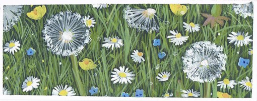 SCD0191 dandelion clocks 13