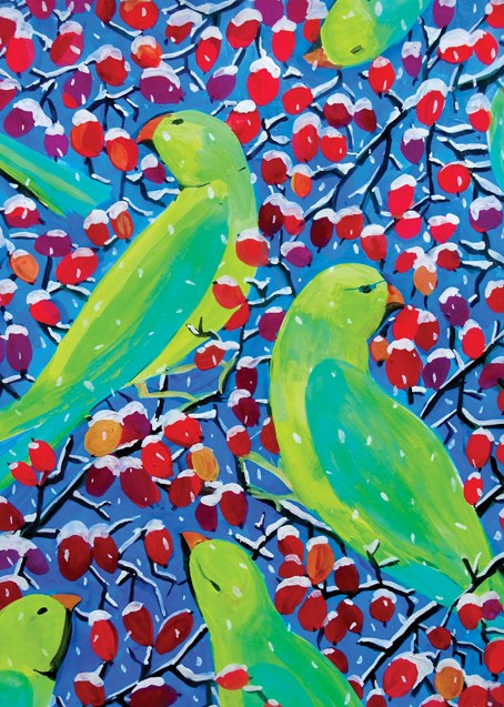 SCD0645 PARAKEETS2 feb