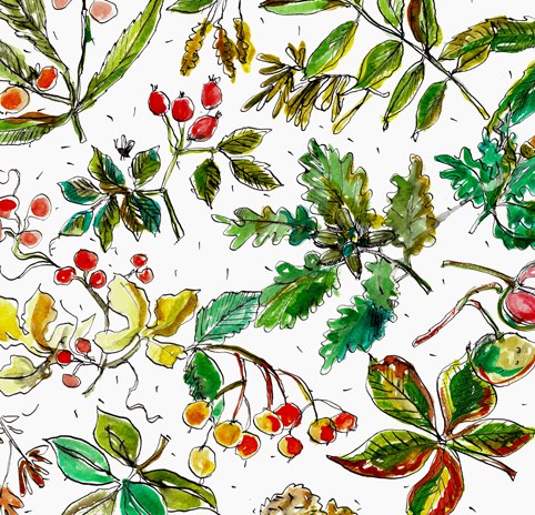 Sarah Campbell SCD0553 autumn sketch