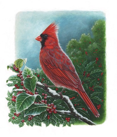 AP STA0015 Red Cardinal with snow-Sally Taylor