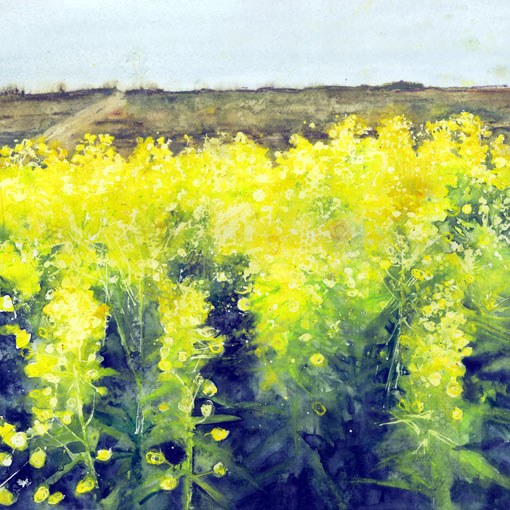 ALC0047EuphorbiaatSheepcote-Alison Clements