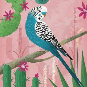 DVH0370 Budgie