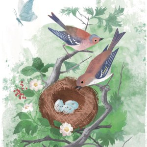 AR DVH0379 BIRDSNEST