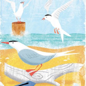 AR DVH0322 tern2 PLEM PLCRFT