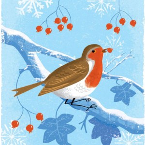 AR DVH0329 A robin972