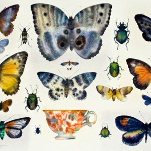 WIN0133Butterflies&Beetles PLGX