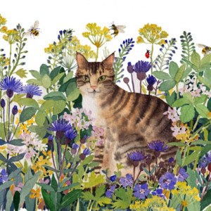 WIN0360 Tabby R