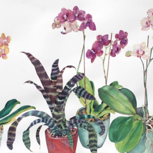 WIN0026orchids TFHRAPRLE