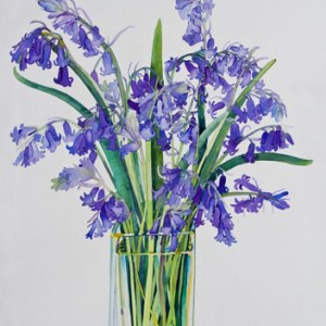 WIN0032bluebells2 PLPRLE Y