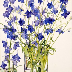 WIN0036delphiniums smallfile TFHRA Y