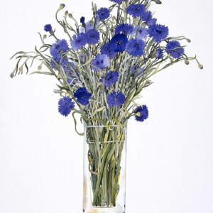 WIN0069 blue cornflowersTFHRA Y