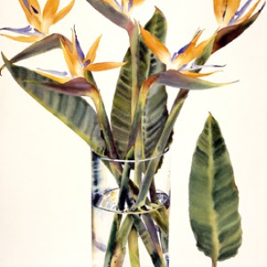 WIN0075 strelitzia TFHRA Y