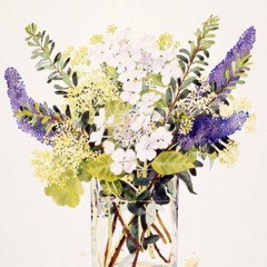 WIN0077 buddleia and hydrangeaTFHRA Y