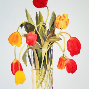 WIN0083 big tulips full sizeTFHRA Y