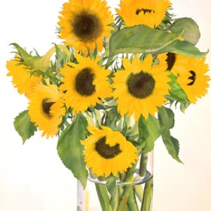 WIN0115sunflowers PLPRWW Y