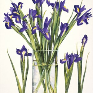 WIN0117botanic irises