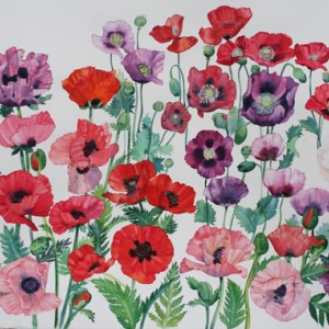 WIN0056poppies PLPRWW Y