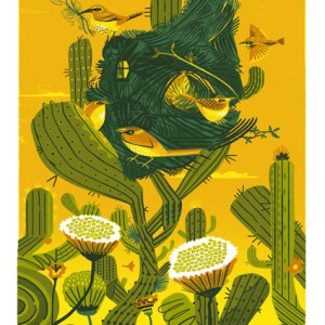 AR GRC0135 cactus wrens