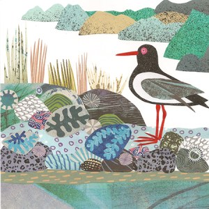 JRB0159 oyster catcher PLGX Y