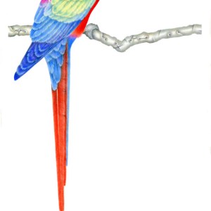 AR JTW0011 Parrot